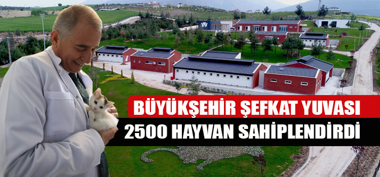 2.500 sokak hayvanı sahiplendirildi