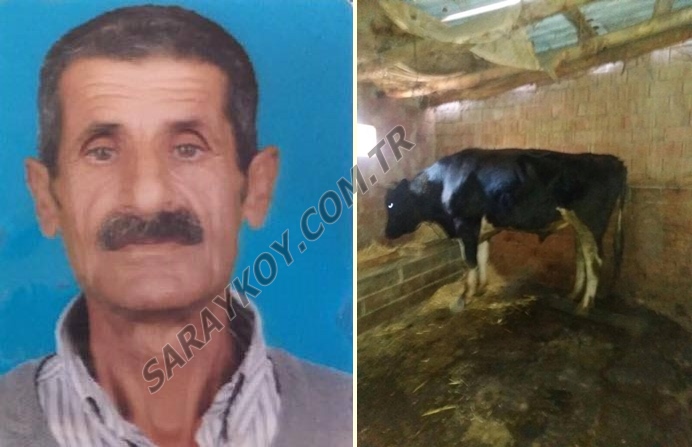Sarayköy'de  kızgın boğa sahibini öldürüldü 