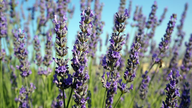 Çal Lavantasında Hasat Yaklaşıyor