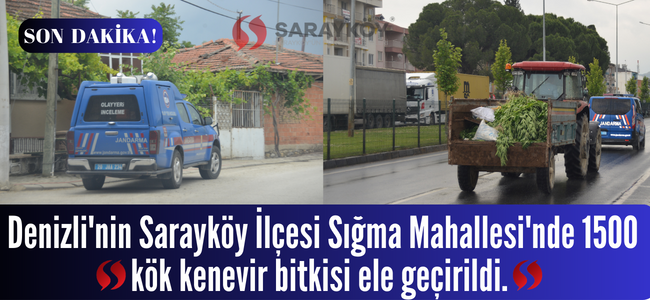 Denizli Sarayköy'de 1500 kök kenevir ele geçirildi!