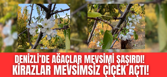Denizli'de ağaçların kafası karıştı! Kiraz ağaçları çiçek açtı! 