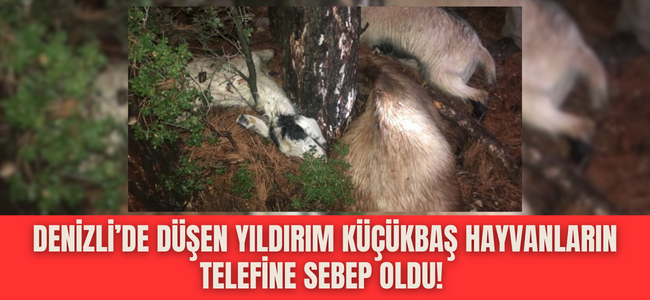 Denizli'de yağışla birlikte düşen yıldırım küçükbaş hayvanları telef etti! 
