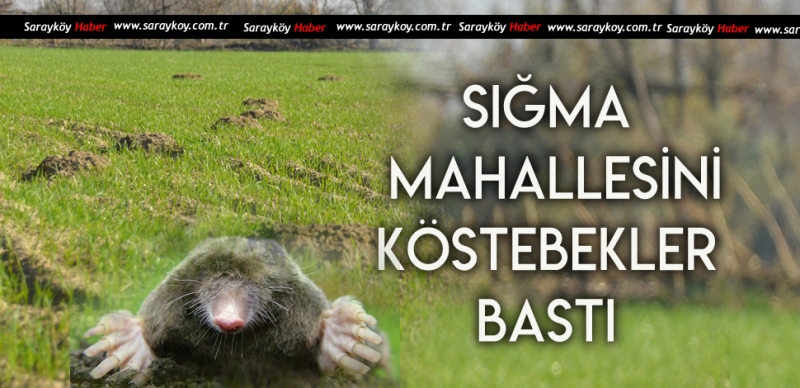 KÖSTEBEKLER ÇİFTÇİNİN MUTLULUĞUNU KEMİRİYOR 