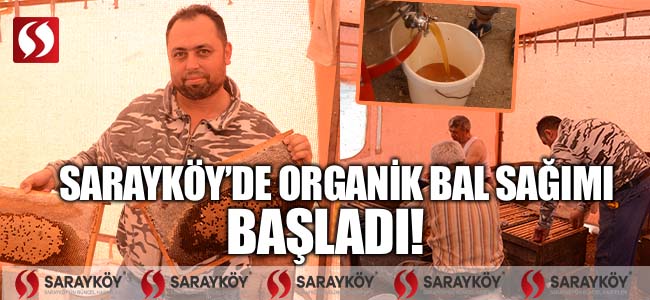 Sarayköy'de organik bal sağımı başladı!
