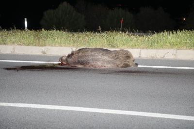 Beylerbeyi Yoluna Domuzlar İndi