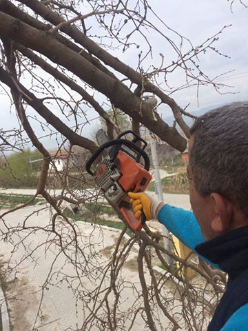 BUDANAN AĞAÇLAR VATANDAŞLARI ISITIYOR