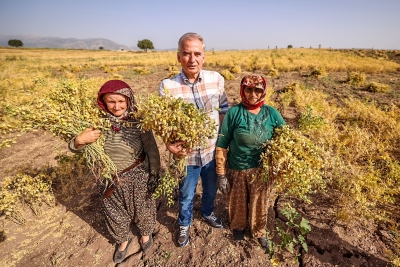 Büyükşehir’den çiftçilere 70 ton nohut tohumu desteği!