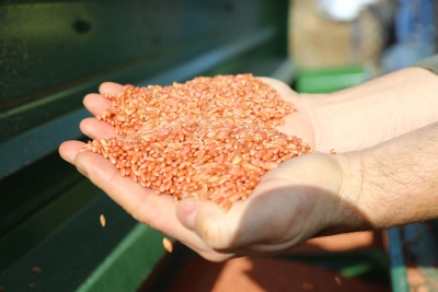Büyükşehir’in dağıttığı tohumlar toprakla buluştu  8.075 hektarlık alanda sertifikalı tohumlar ekildi  Çiftçiler Büyükşehir ile daha kazançlı