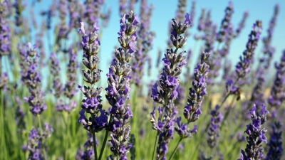 Çal Lavantasında Hasat Yaklaşıyor