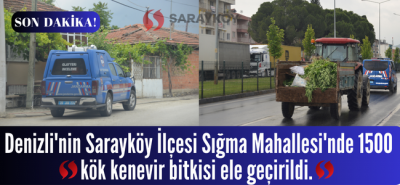 Denizli Sarayköy'de 1500 kök kenevir ele geçirildi!