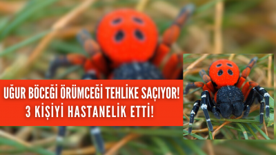 Denizli'de örümcek vakaları artıyor, açık alanlarda dikkatli olmakta fayda var!