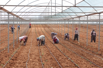 FİDELER TOPRAKLA BULUŞMADAN İTALYANLAR PEŞİNE DÜŞTÜ