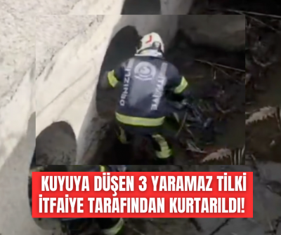 Kanala düşen yaramaz tilkileri Denizli İtfaiyesi kurtardı! 