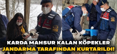 Karda Mahsur Kalan Köpekler Jandarma Tarafından Kurtarıldı!