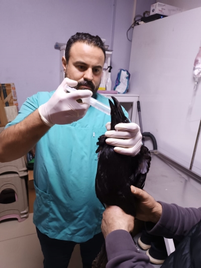 KARNE GÜNÜNDE AÇ KALIP OKULA SIĞINAN KUZGUN KURTARILDI!