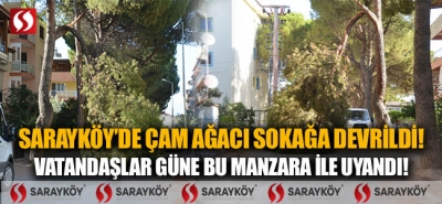 Sarayköy'de çam ağacı sokağa devrildi! Vatandaşlar güne bu manzara ile uyandı!