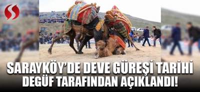 Sarayköy'de deve güreşi tarihi DEGÜF tarafından açıklandı!