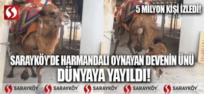 Sarayköy'de harmandalı oynayan devenin ünü dünyaya yayıldı! 5 milyon kişi tarafından izlendi. 