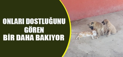 Sarayköy’de kedi ve köpeğin dostluğu görenleri şaşırtıyor