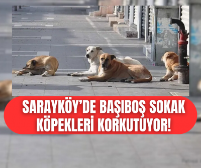 Sarayköy'de sokak köpekleri vatandaşın korkulu rüyası oluyor! 