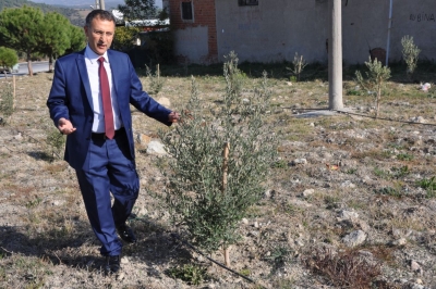 SOMA ZEYTİNLERİ BÜYÜYOR.