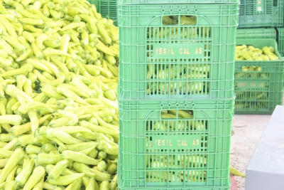 TARIMIN BAŞKENTİ OLACAK