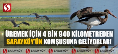 Üremek için 4 bin 940 kilometreden Sarayköy'ün komşusuna geliyorlar!