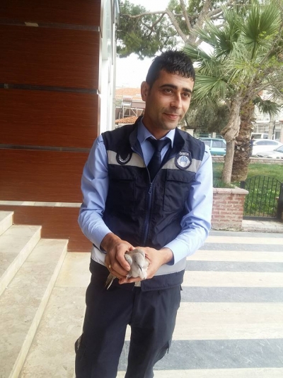 Yaralı güvercine  zabıta sahip çıktı